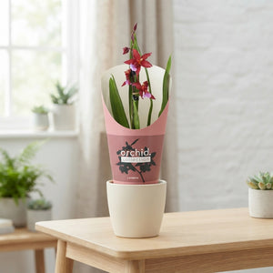 Cambria ‘Crimson Star’ Orchid – 12cm Pot