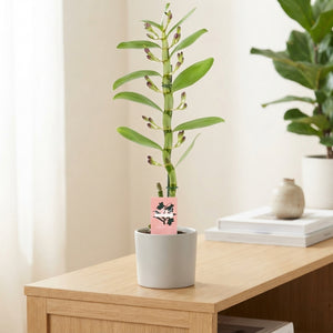 Purple Dendrobium Nobile Orchid – 12cm Pot