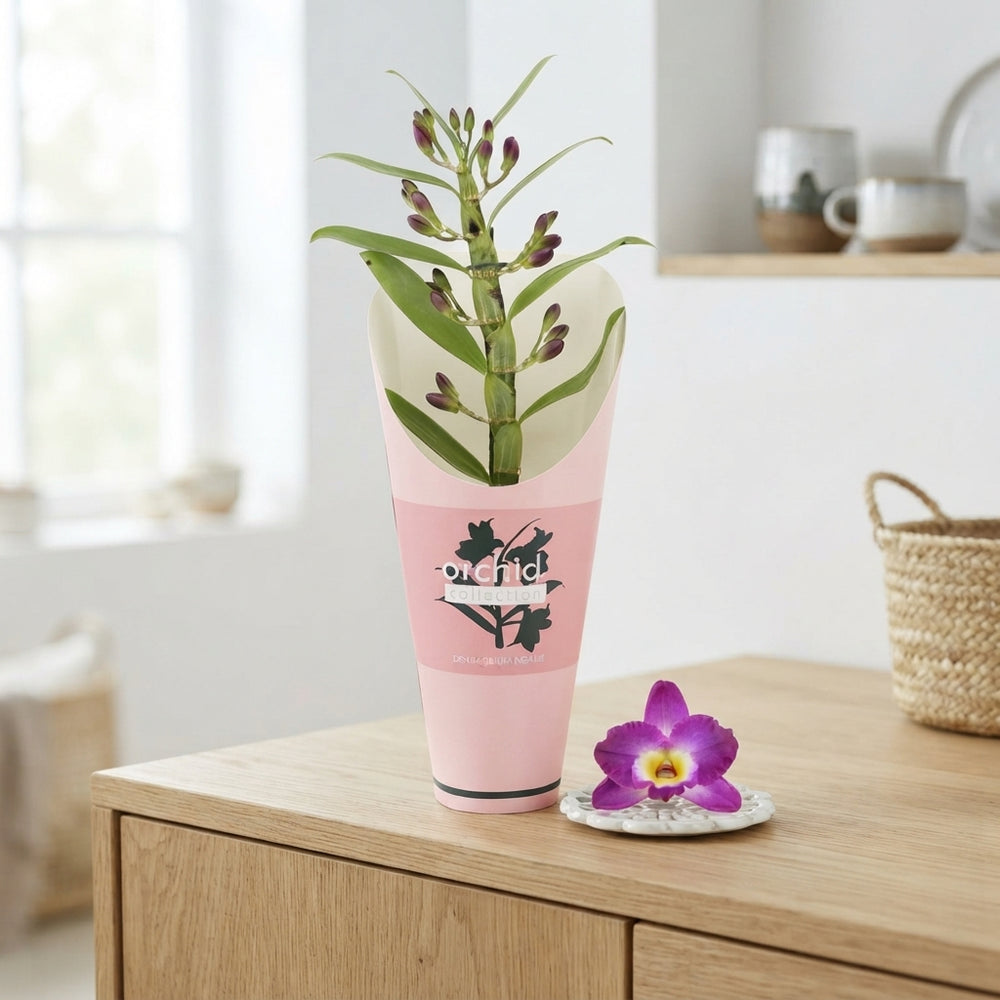 Purple Dendrobium Nobile Orchid – 12cm Pot
