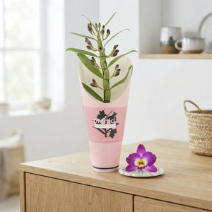 Purple Dendrobium Nobile Orchid – 12cm Pot