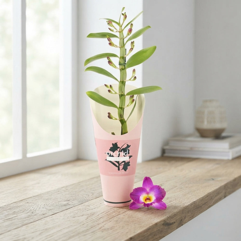 Peach and Pink Dendrobium Nobile Orchid – 12cm Pot