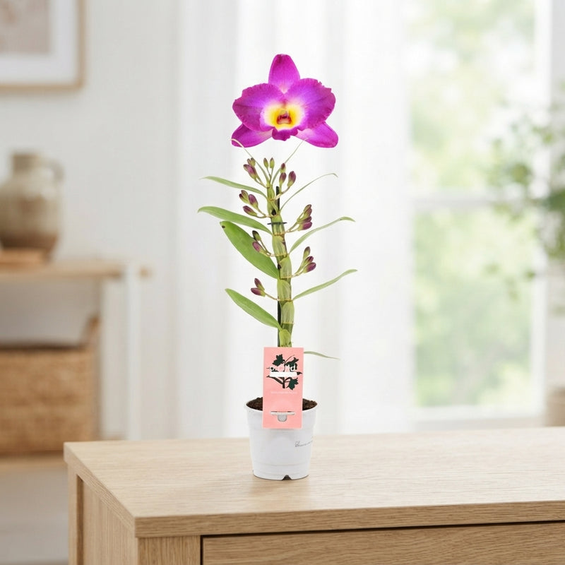 Mixed Dendrobium Nobile Orchid – 12cm Pot
