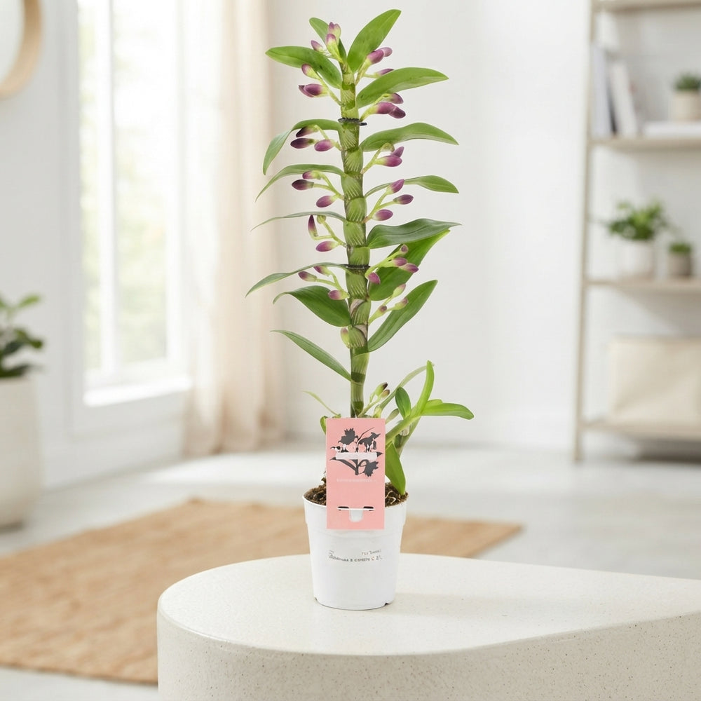 White Dendrobium Nobile Orchid – 12cm Pot