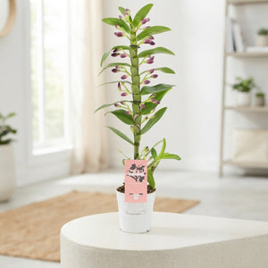 White Dendrobium Nobile Orchid – 12cm Pot