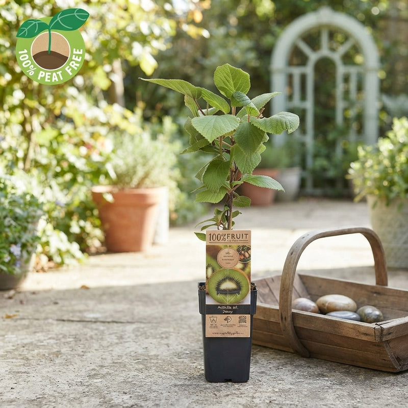 Mixed Fruit Plant – Approx. 50cm