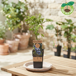 Mixed Fruit Plant Collection – Approx. 50cm