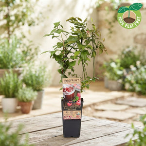 Mixed Fruit Plant – Jam Theme, Approx. 50cm