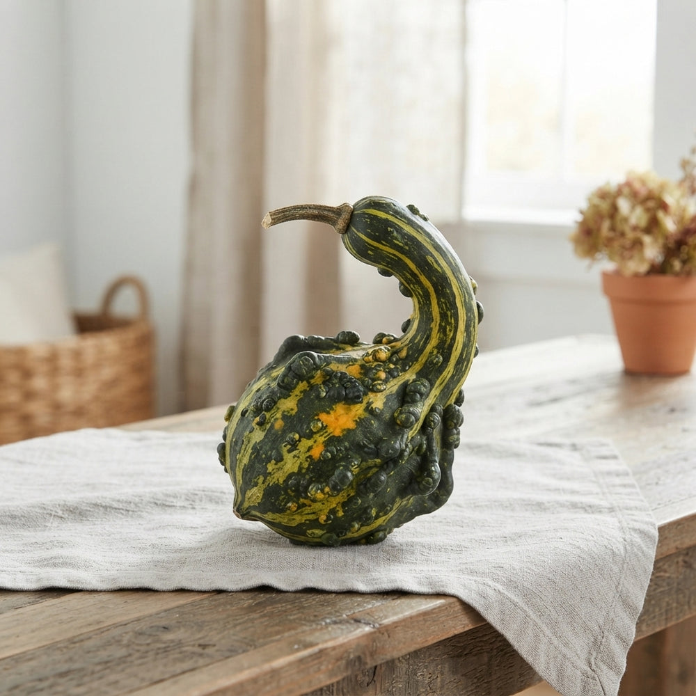 Mixed Indian Ornamental Cucumbers – Decorative Fruit