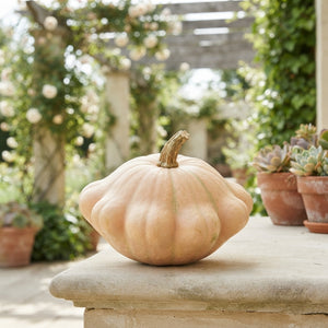 Mixed Ornamental Cucumbers – Decorative Display