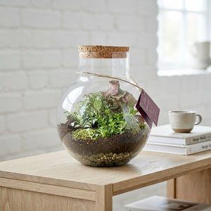 Venus Flytrap Terrarium – 26cm Glass Bowl