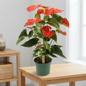 Anthurium Flamingo Flower Plant – 17cm Pot, 60cm Tall