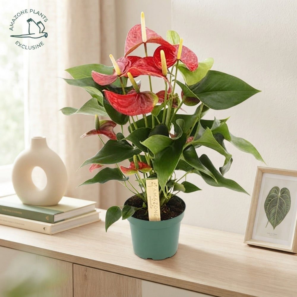 Red Anthurium ‘Vulcano’ – 12cm Pot