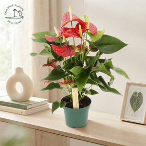 Red Anthurium ‘Vulcano’ – 12cm Pot