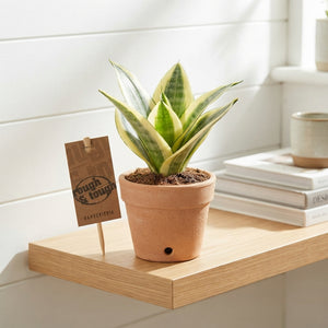 Golden Hahnii Snake Plant (Sansevieria trifasciata) – 6cm Pot