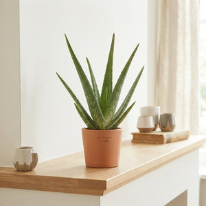 Aloe Vera Plant – 12cm Pot, Approx. 47cm High