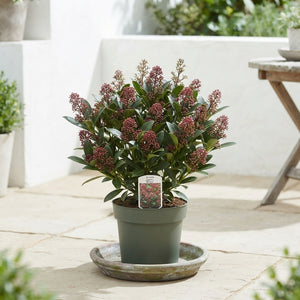 Skimmia japonica 'Rubella' – 17cm Pot, 50cm High