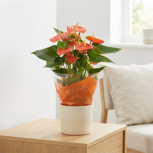 Orange Anthurium – 14cm Pot, 45cm High