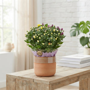 Mixed Chrysanthemum Houseplant – 23cm Pot