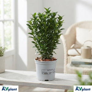 Japanese Spindle ‘Green Spire’ (Euonymus) – 10.5cm Pot