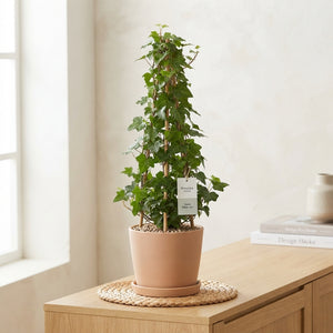English Ivy (Hedera helix) – 13cm Pot, 100cm Tall