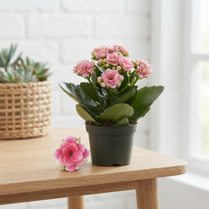 Pink Double Kalanchoe – 6cm Pot