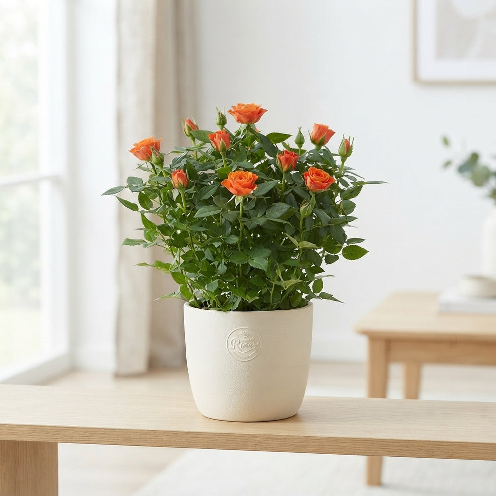 Mixed Rose Houseplant (Rosa) – 17cm Pot