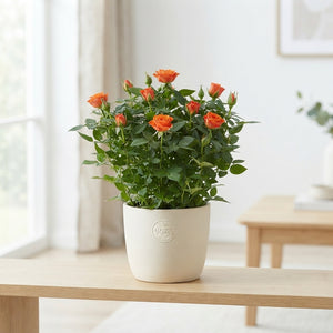 Mixed Rose Houseplant (Rosa) – 17cm Pot