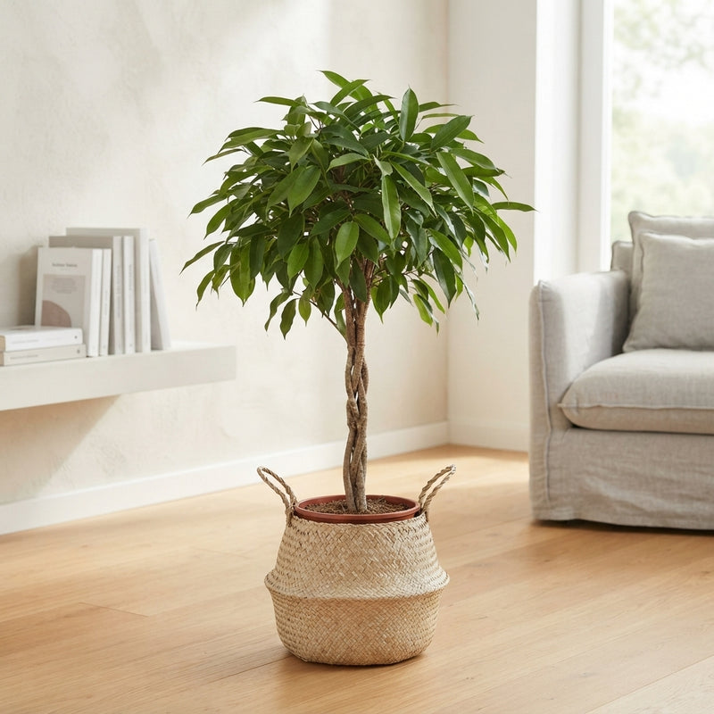 Braided Ficus Amstel King – 27cm Pot, 120cm Tall