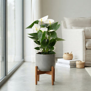 White Anthurium (Anthurium andraeanum) – 12cm Pot