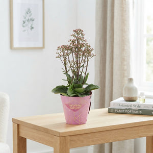 Pink Kalanchoe ‘Surprising Canyon’ – 14cm Pot