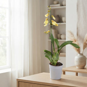 Oncidium Orchid – 12cm Pot, 55cm Height
