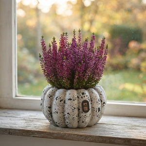 Autumn Outdoor Plant Arrangement – 17cm Ornamental Pot