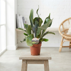 Staghorn Fern (Platycerium bifurcatum) – 12cm Pot