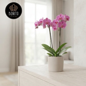 Mixed Phalaenopsis Orchid – 2 Stems, 12cm Pot