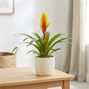 Mixed Bromeliad in Ceramic Rimini Pot – 11cm