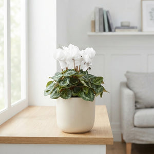Large-Flowered Cyclamen persicum – 13cm Pot
