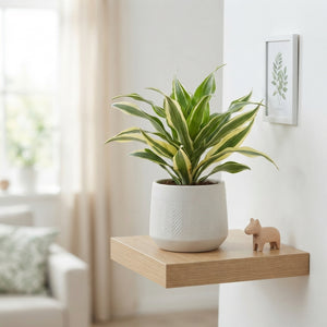Dracaena Mix – 6cm Pot, Approx. 15cm High