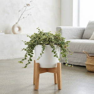 Ficus pumila ‘Bellus’ – 11cm Pot, 30cm High