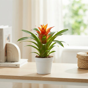 Guzmania ‘Theresa’ Flowering Houseplant – 9cm Pot