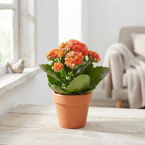 Double-Flowered Kalanchoe – 6cm Pot