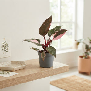 Pink Princess Philodendron – 6cm Pot