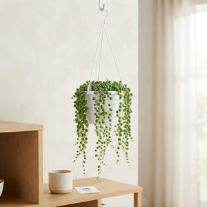 String of Pearls (Senecio rowleyanus) – 14cm Pot