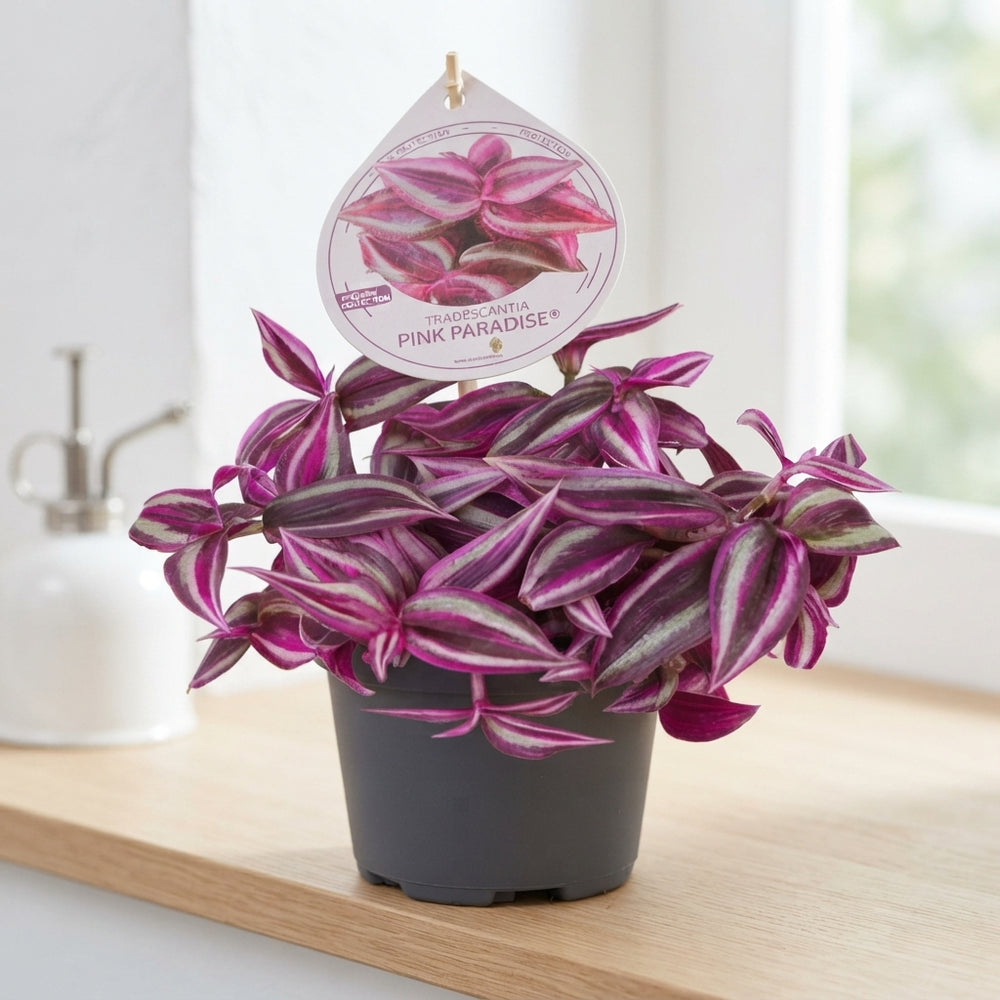 Tradescantia Pink Paradise – 12cm Pot