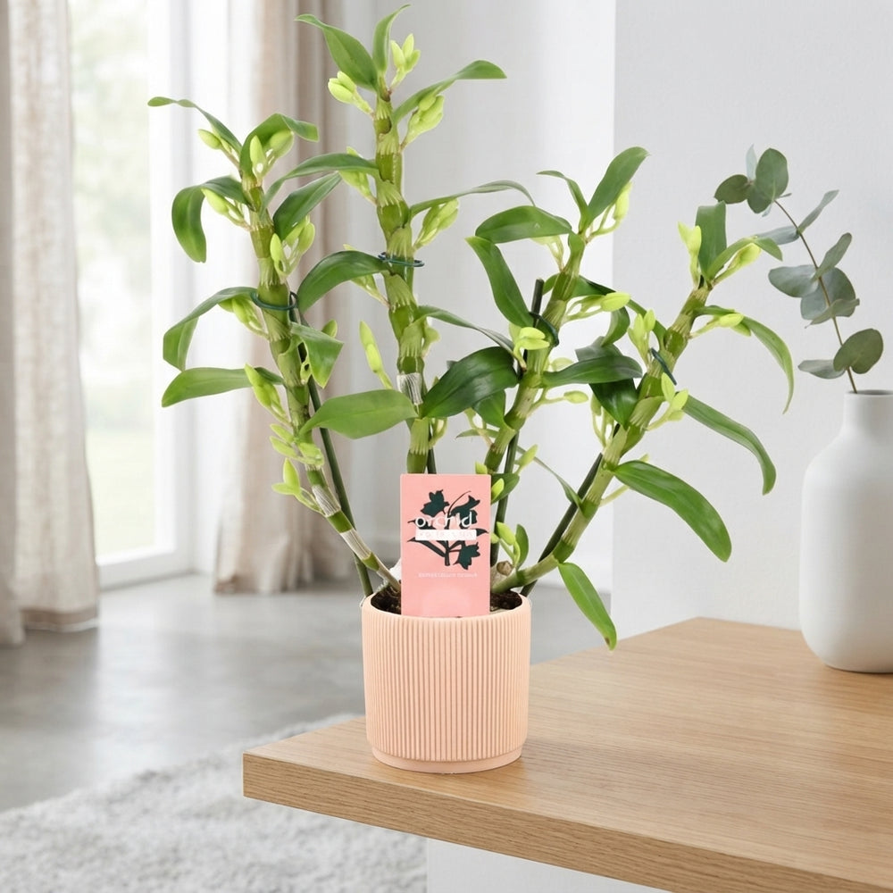 White Dendrobium Nobile Orchid – 12cm Pot, 40cm High