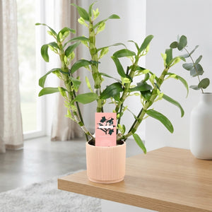 White Dendrobium Nobile Orchid – 12cm Pot, 40cm High