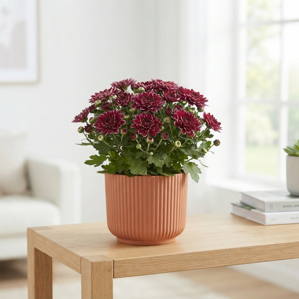 Pink Bicolour Chrysanthemum – 12cm Pot