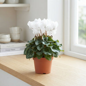 White Persian Cyclamen (Cyclamen persicum) – 10.5cm Pot