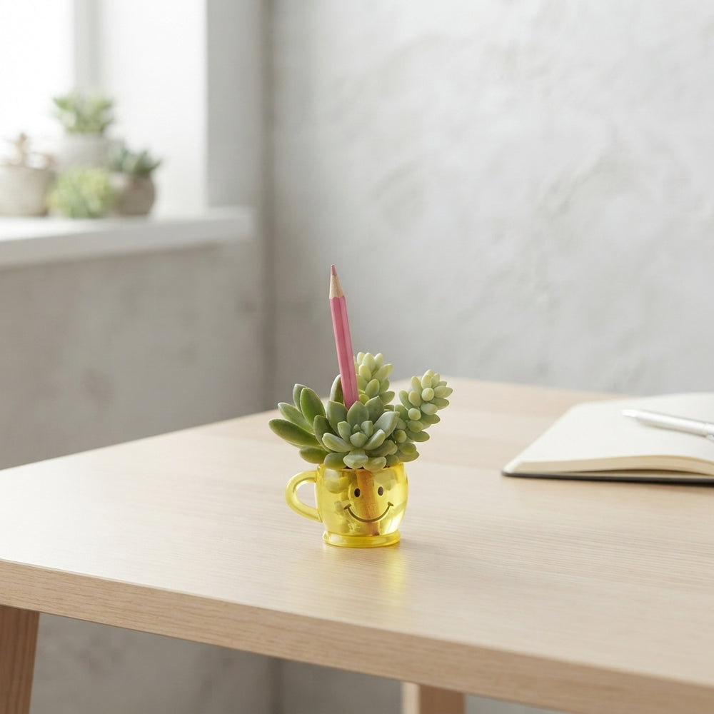 Colourful Smiley Cup Plant Arrangement – 4cm Pot