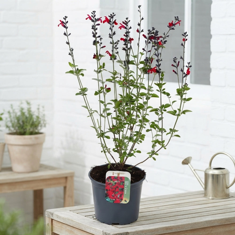 Royal Bumble Autumn Sage (Salvia greggii) – 17cm Pot