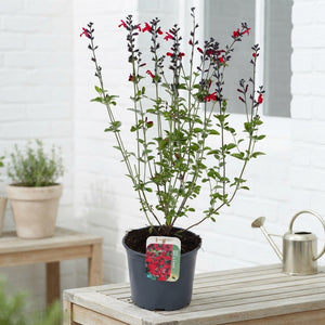 Royal Bumble Autumn Sage (Salvia greggii) – 17cm Pot